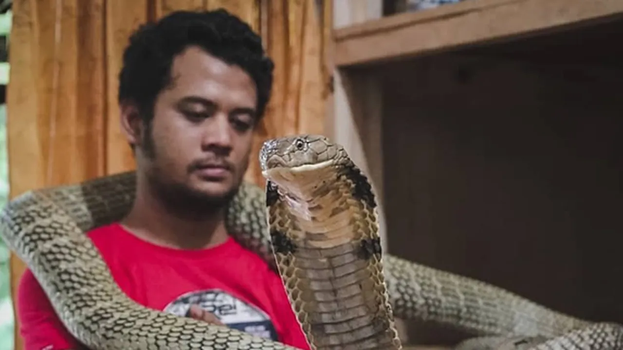 Ingin Lepas Garaga, Panji Petualang Khawatir Ularnya Kembali Liar dan Dibunuh