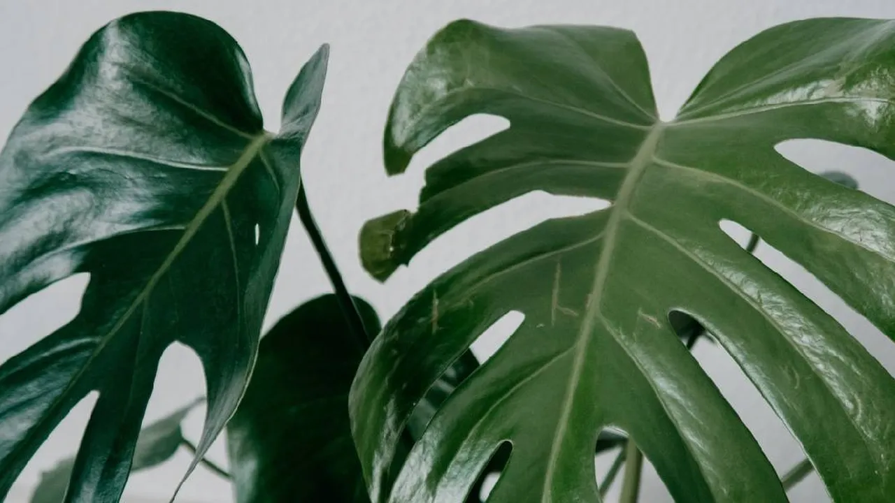 Ini Perbedaan Monstera dan Philodendron Beserta Cara Merawatnya, Jangan Salah