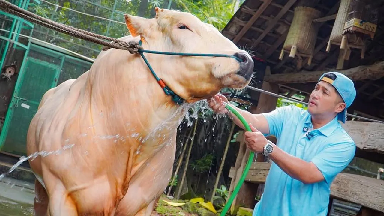 Irfan Hakim Juragan Sapi Jumbo, Dapat Kepercayaan dari Presiden Prabowo