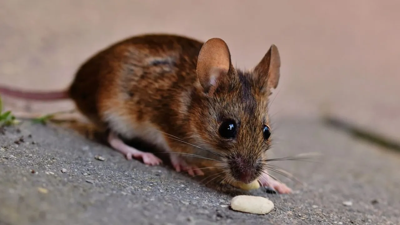 Jaga Rumah Tetap Bersih, Begini Cara Mengusir Tikus dengan Bahan Dapur