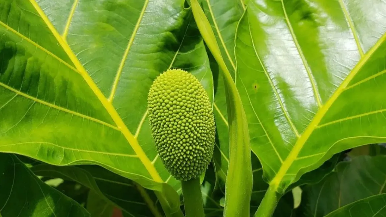 Jangan Dibuang! Manfaatkan Daun Sukun untuk Bantu Turunkan Asam Urat dan Kolesterol