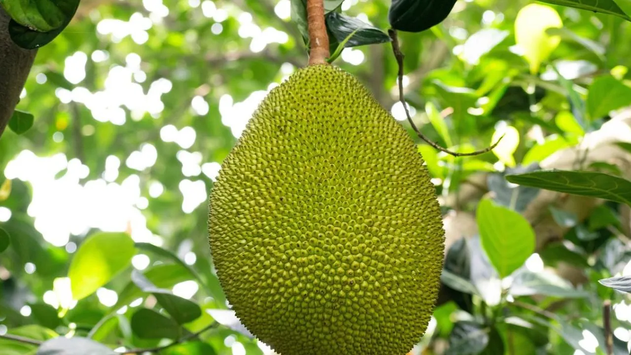 Jangan Sia-Siakan! Biji Nangka Ternyata Rahasia Menurunkan Kolesterol Jahat!