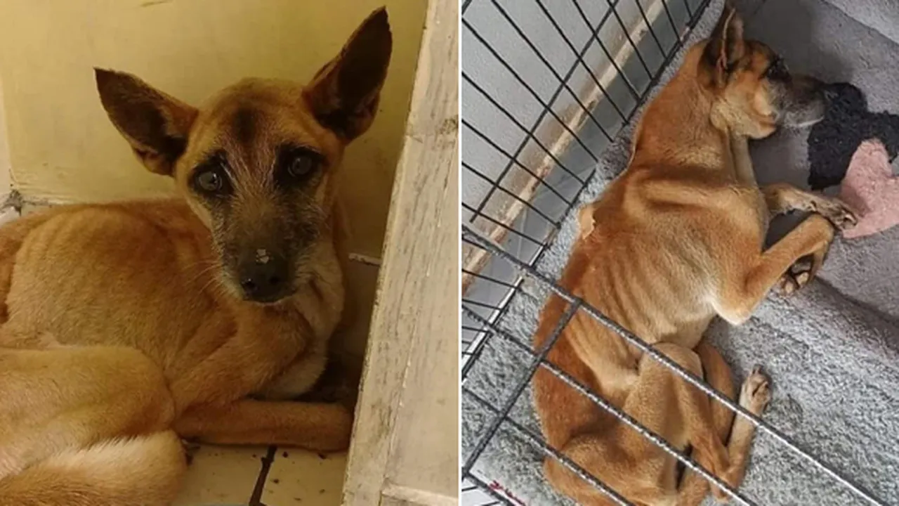Jasad Majikan Tinggal Kerangka, Anjing Ini Setia Menunggu Selama 3 Bulan
