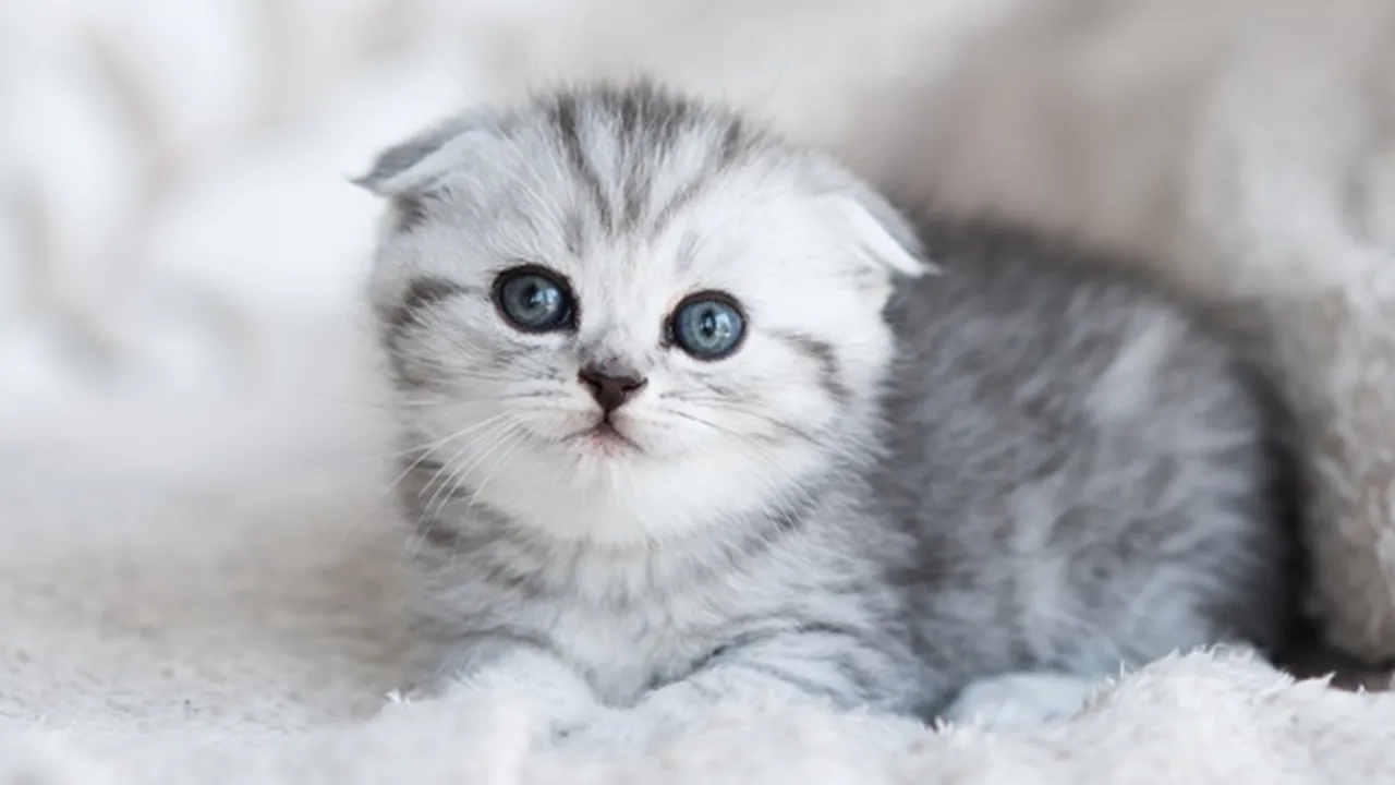 Jenis Kucing Peliharaan Nabi Muhammad SAW Beserta Keistimewaannya