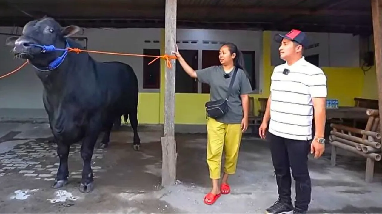 Bobot 1000 Kg Lebih, Soimah Akan Berkurban Sapi Jumbo Miliknya yang Diberi Nama Kipli