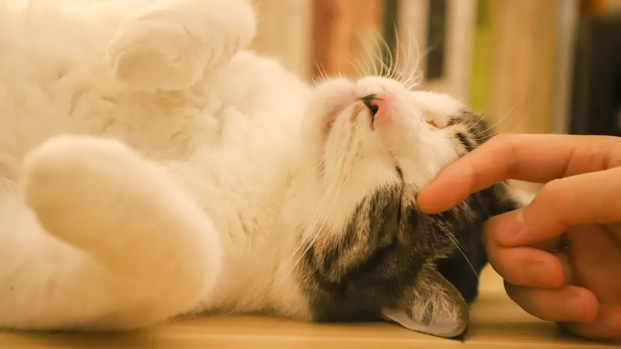 Kenali Gejala Kucing Pilek dan Temukan Solusi Ampuhnya!