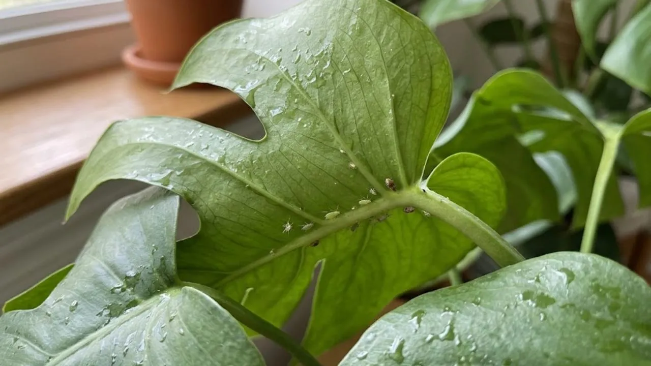 Kenapa Daun Tanaman Menjadi Lengket? Bisa Ada Hama di Baliknya, Ini Penyebab dan Cara Mengatasinya
