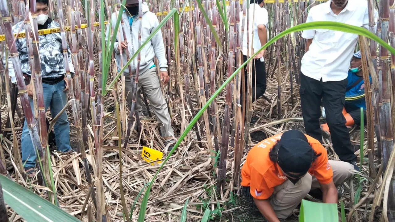 Kerangka Manusia di Kebun Tebu di Malang Berkelamin Laki-Laki dan Rambut Gimbal
