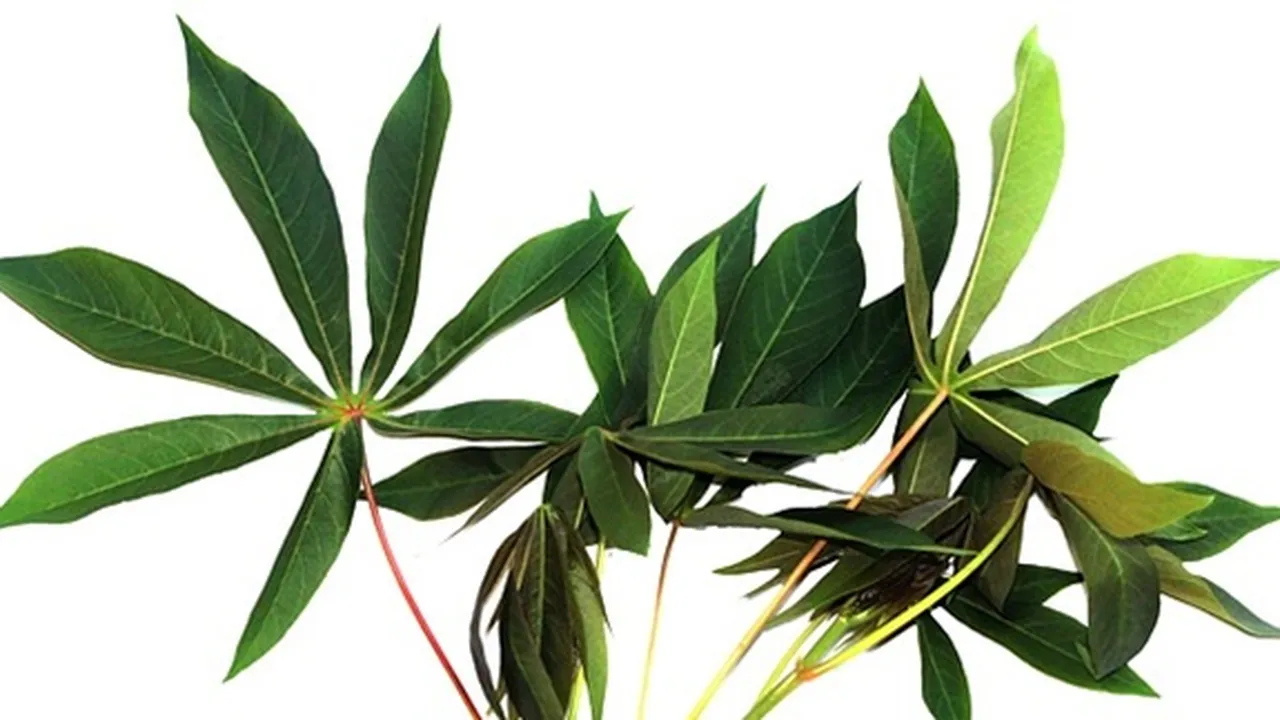 Kerap Jadi Lalap - Sayur, Ini 8 Manfaat Daun Singkong yang Belum Banyak Orang Tahu