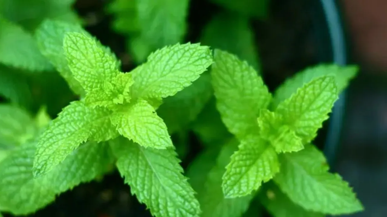 Khasiat Daun Herbal Ini untuk Melawan Diabetes