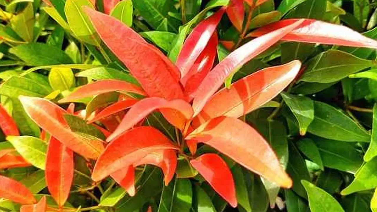 Khasiat Daun Pucuk Merah untuk Kesehatan, Atasi Keracunan Makanan hingga Stabilkan Gula Darah Khasiat Daun Pucuk Merah untuk Kesehatan, Atasi Keracunan Makanan hingga Stabilkan Gula Darah