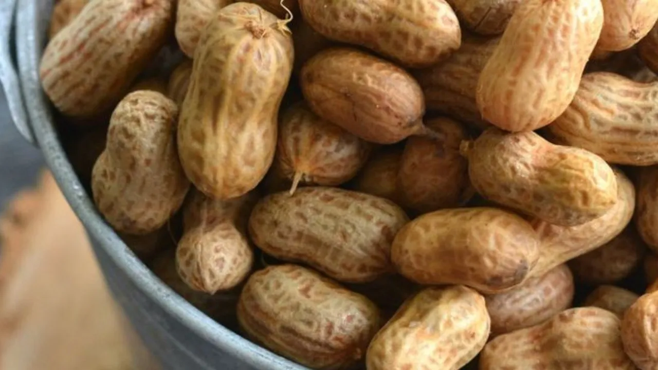 Kiat Merebus Kacang Tanah dalam 30 Menit