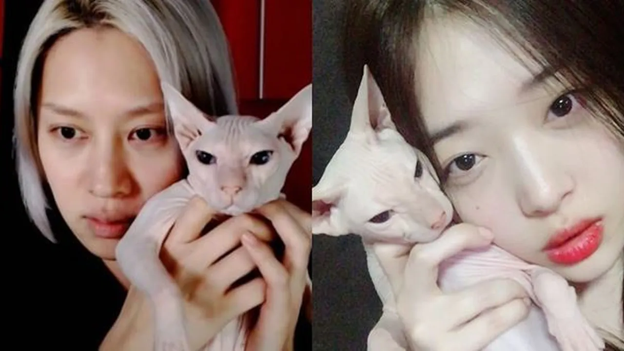 Kim Heechul Soal Kucing Sulli yang Dirawatnya: Bikin Nangis dan Pantatnya Bau