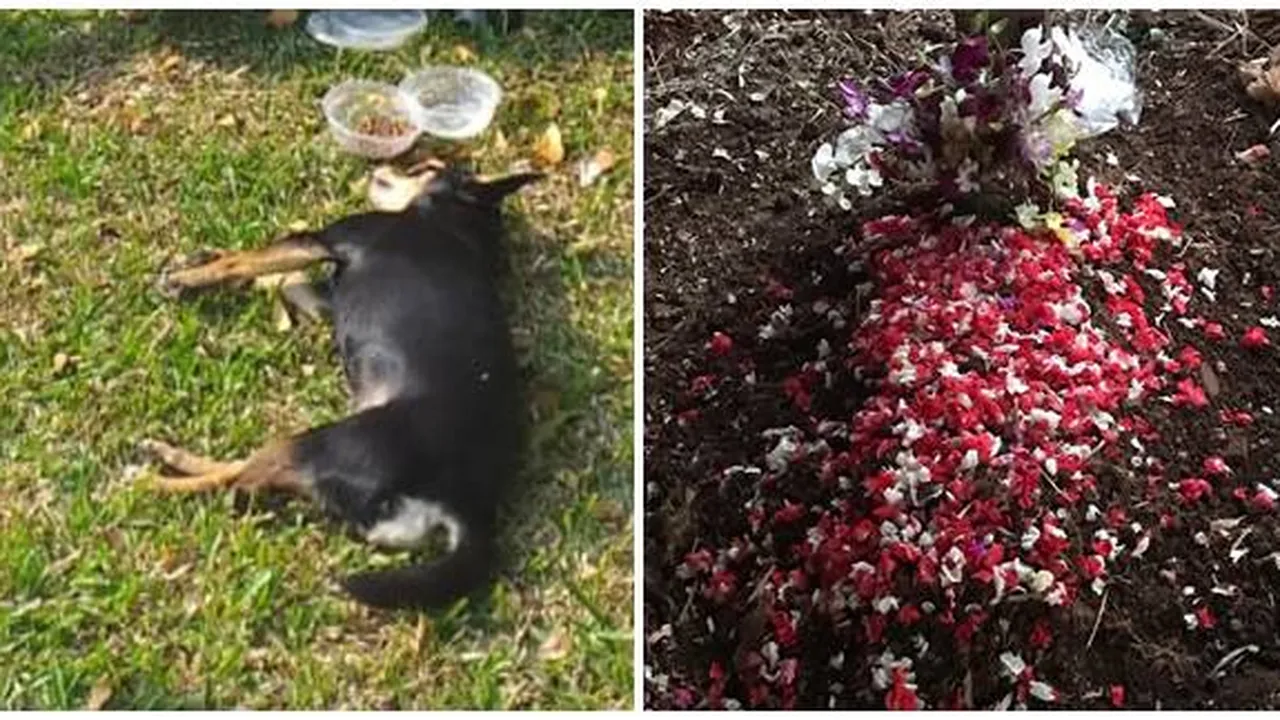 Kisah Pilu Anjing Yang Dibawa Pemiliknya Masuk Masjid, Mati Tertabrak