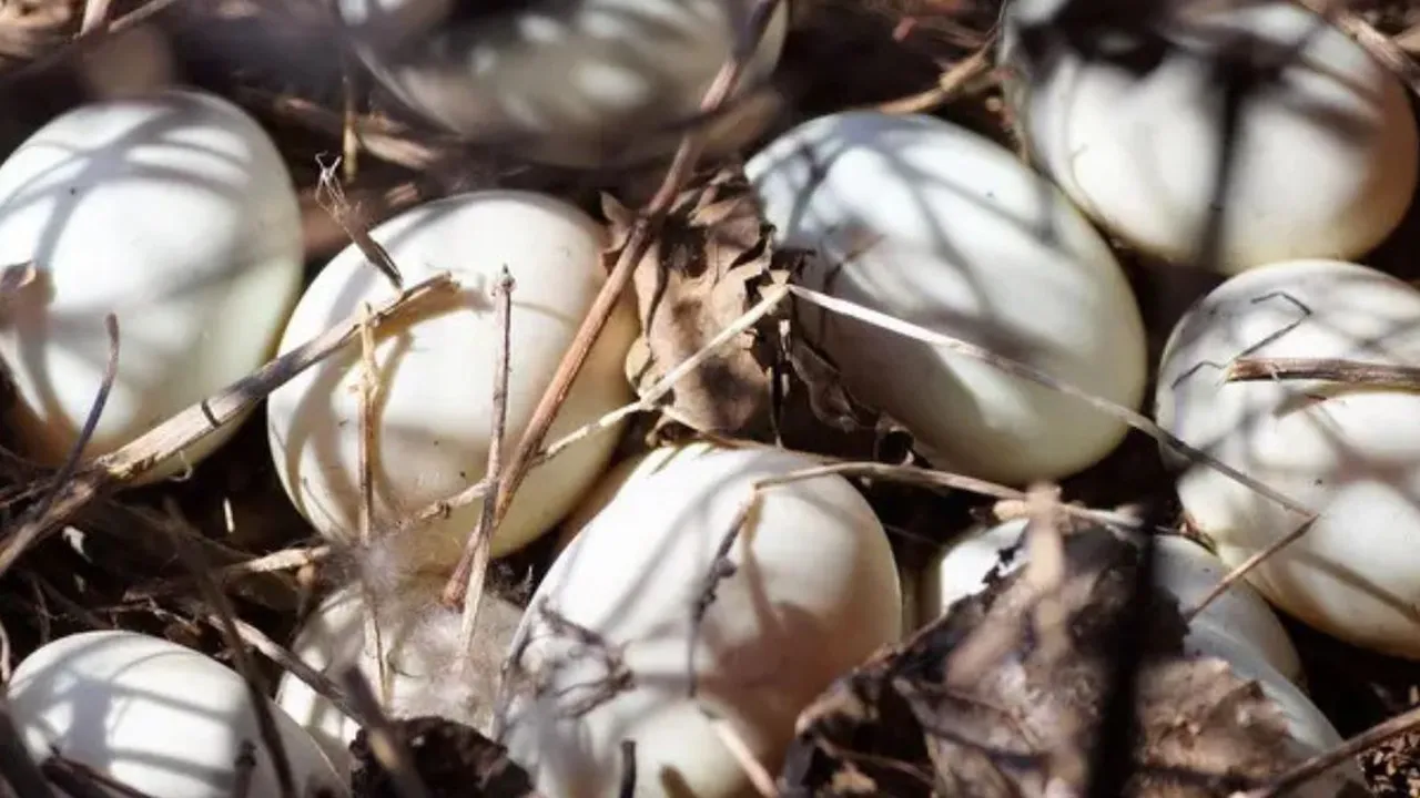 Kolesterol Telur Bebek Lebih Tinggi dari Telur Ayam? Simak Penjelasannya di Sini