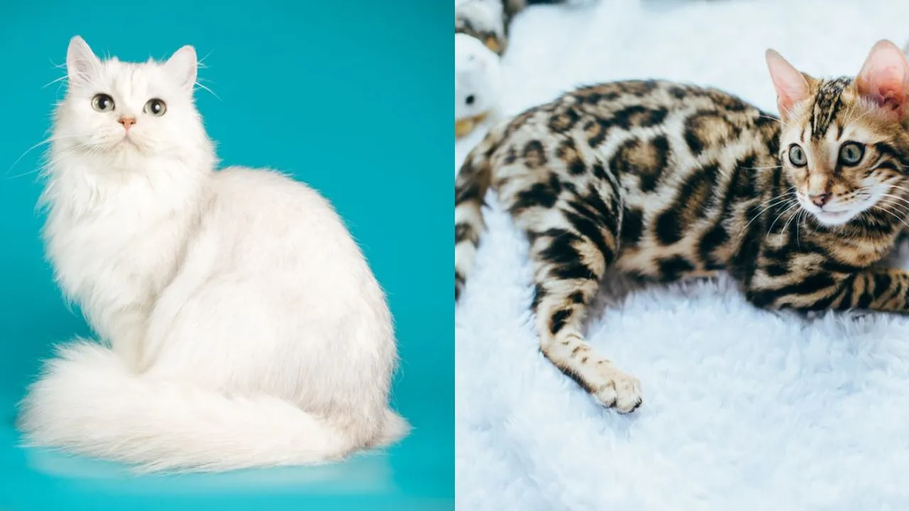 Kucing Termahal di Dunia, Ada yang Sampai Miliaran!