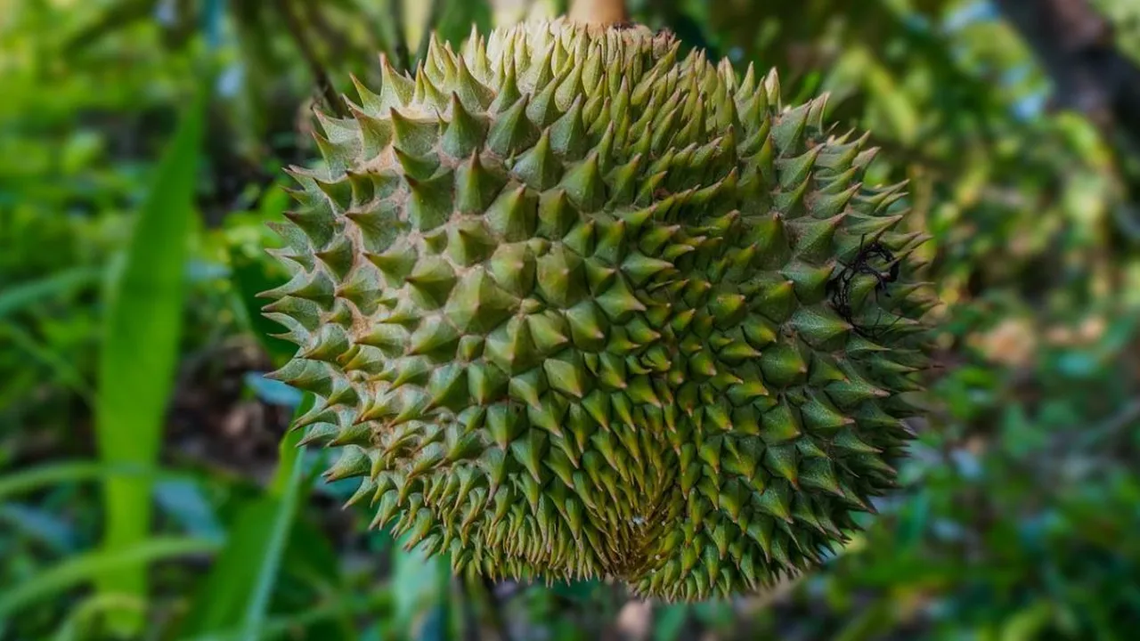 Langkah Merebus Daun Durian untuk Kesehatan, Ternyata Punya Beragam Manfaat