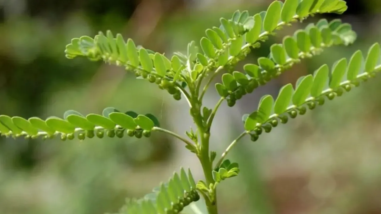 Langkah Mudah Merebus Daun Meniran untuk Atasi Asam Urat