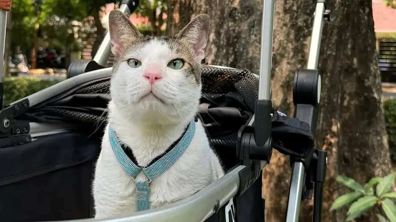 Lucu dan Menggemaskan, Ini Potret Bobby Kertanegara Kucing Presiden Prabowo