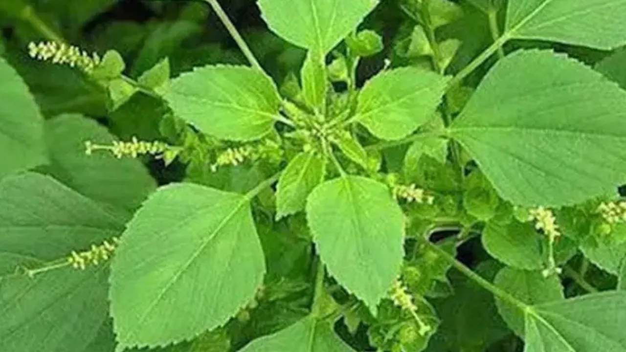 Manfaat Daun Anting-Anting untuk Asam Urat Tinggi dan Cara Pemakaiannya