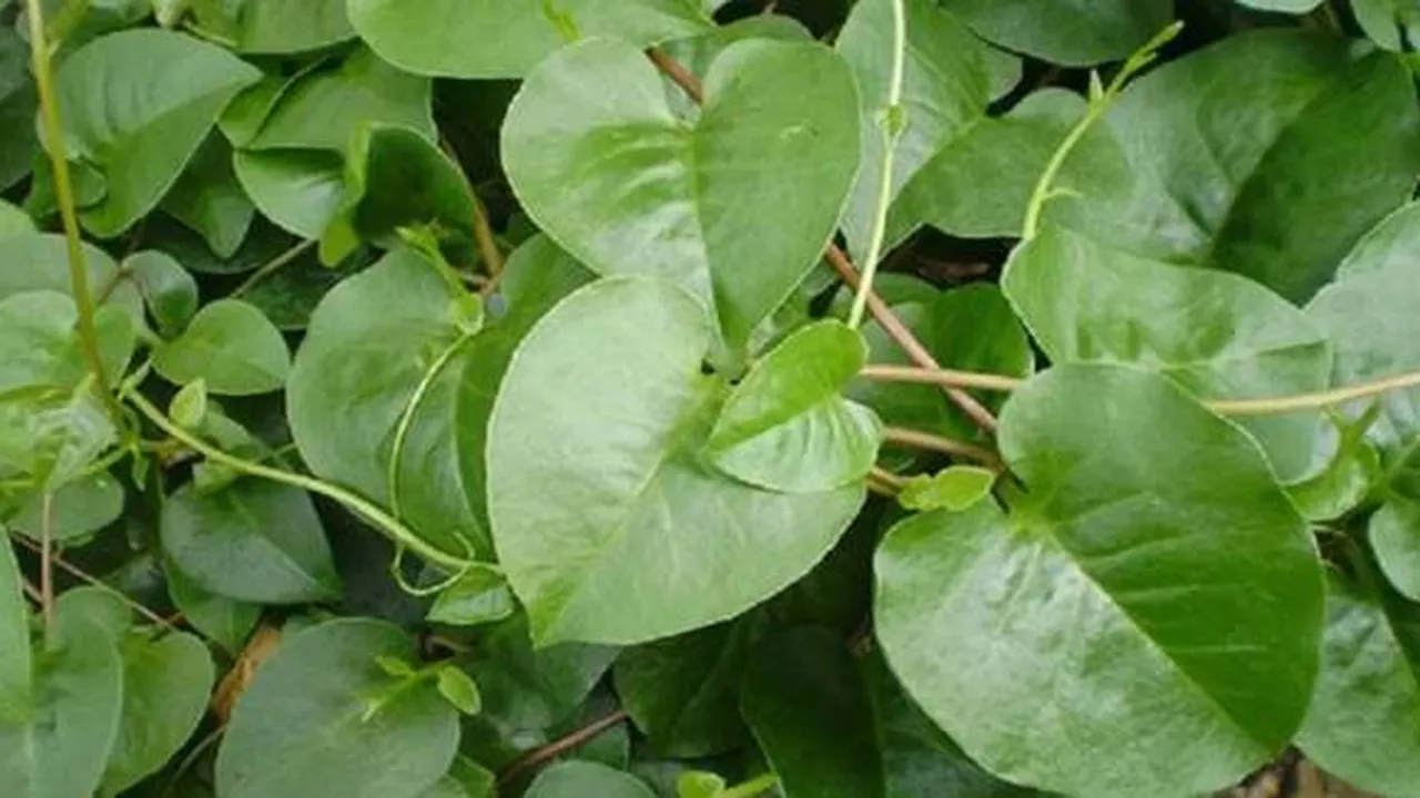 Manfaat Daun Binahong untuk Kecantikan, Bisa Mengobati Jerawat