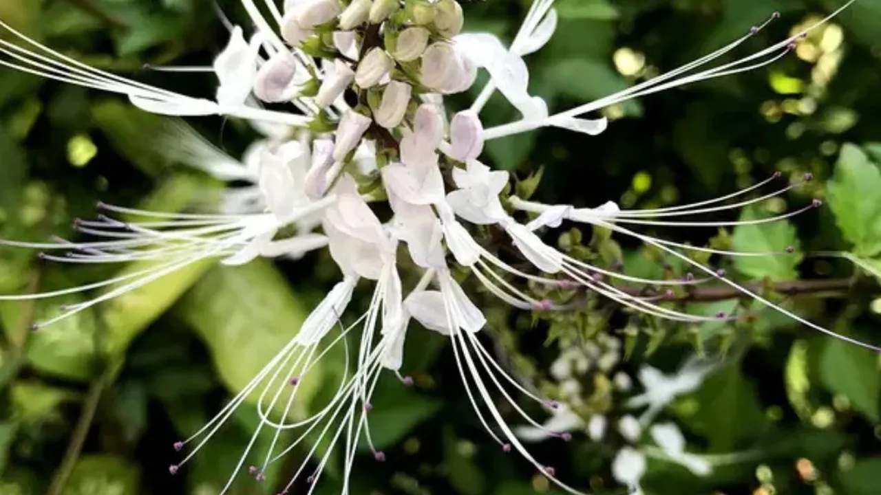 Manfaat Kumis Kucing, Herbal Populer yang Membantu Kontrol Gula Darah