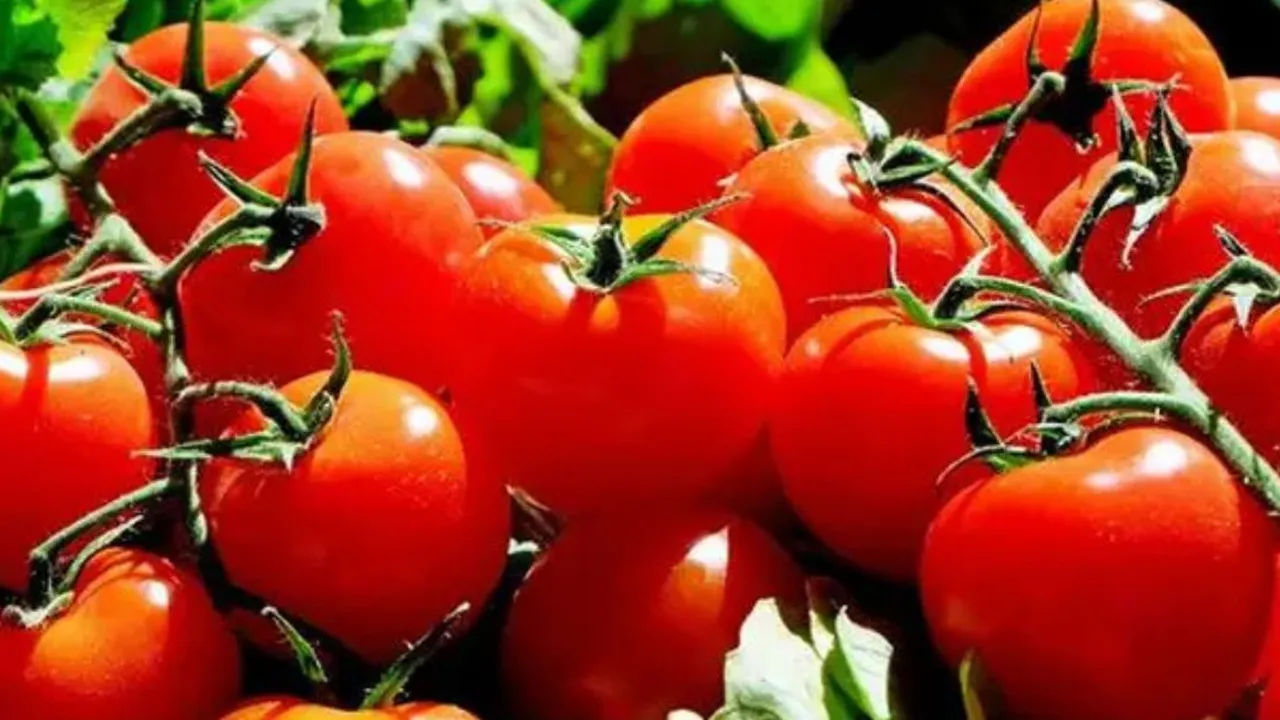 Manfaat Luar Biasa dari Sayur Tomat, Rahasia Alami Menurunkan Kolesterol