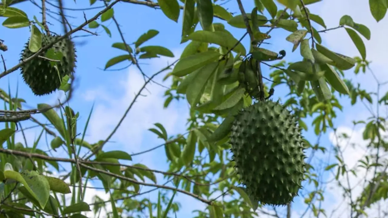 Manfaat Rebusan Daun Sirsak, Coba Minuman Herbal Ini untuk Atasi Penyakit dalam Tubuh