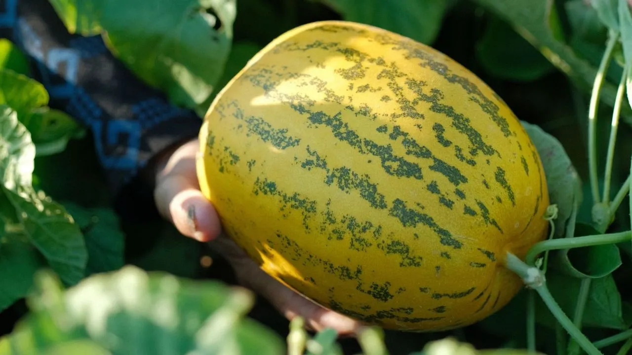 Menanam Melon di Pot, Ini 7 Langkah Praktis agar Tumbuh Subur dan Berbuah