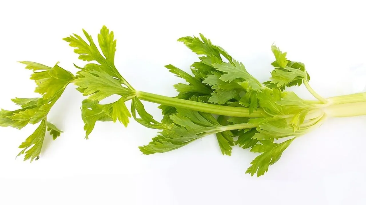 Mengenal Daun Herbal yang Ampuh Turunkan Darah Tinggi, Bisa Ditanam di Halaman Rumah!