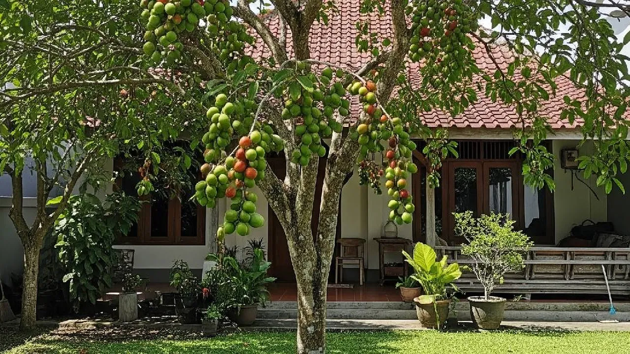 Mengenal Pohon Menteng dan Cara Menanamnya di Rumah, Buah Lokal yang Kian Dicari