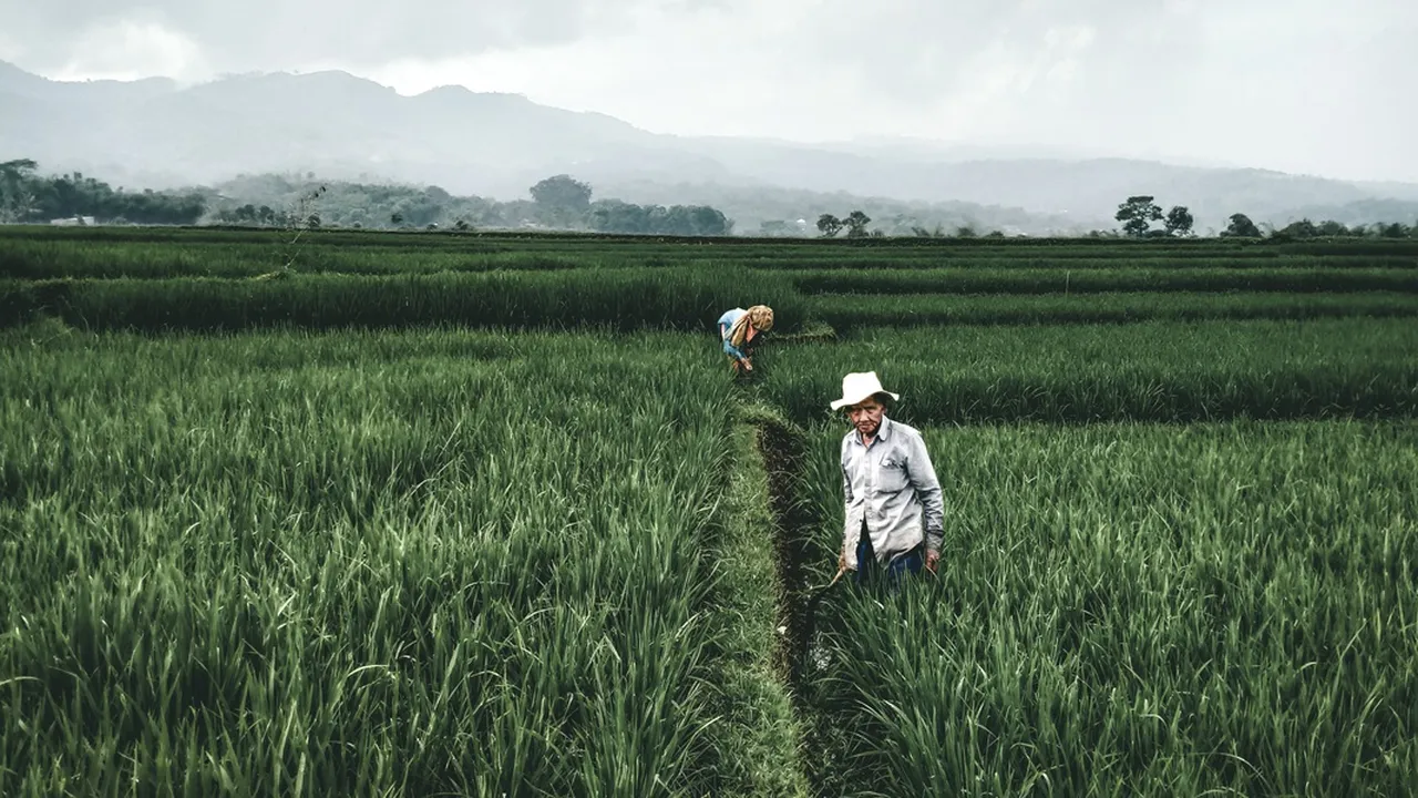 Mengenal Primbon Petani untuk Menghitung Waktu Menanam dan Jenis Tanaman yang Ditanam