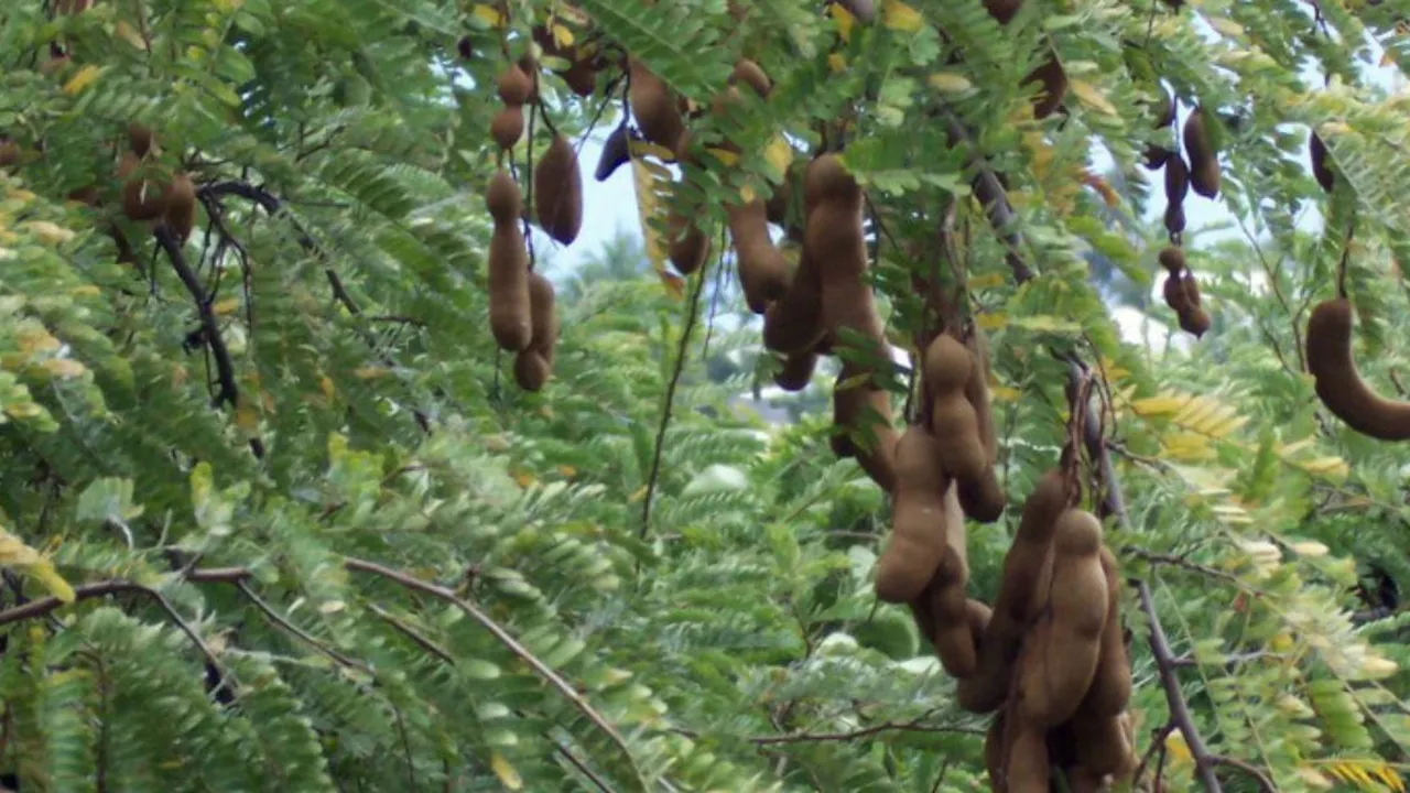 Merebus Daun Asam Jawa untuk Kolesterol dan Gula Darah Sehat, Yuk Praktikkan di Rumah