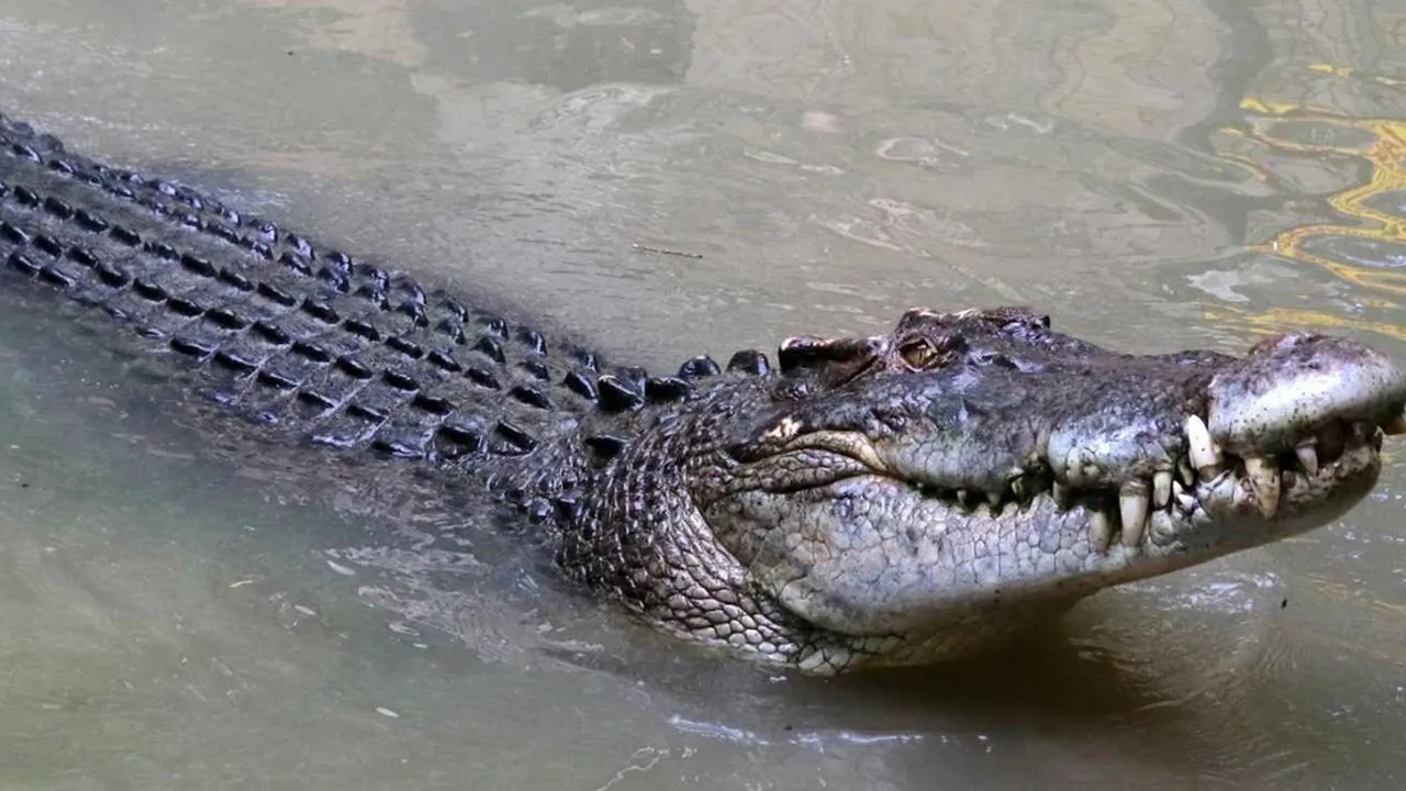 Mimpi Melihat Buaya dan Artinya Menurut Psikologi, Primbon, serta Budaya