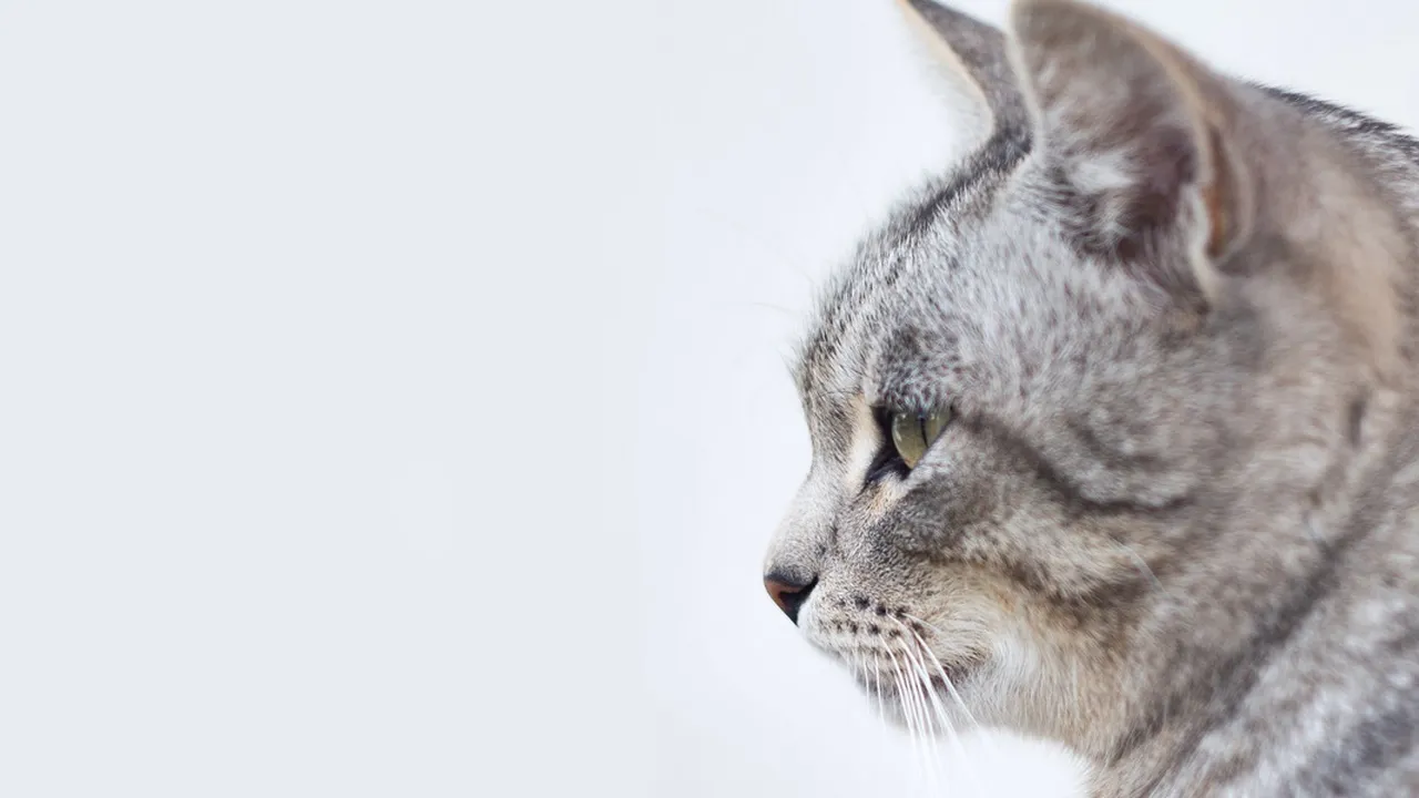 Mitos Menabrak Kucing Menurut Primbon Jawa, Sering Dianggap Pertanda Buruk