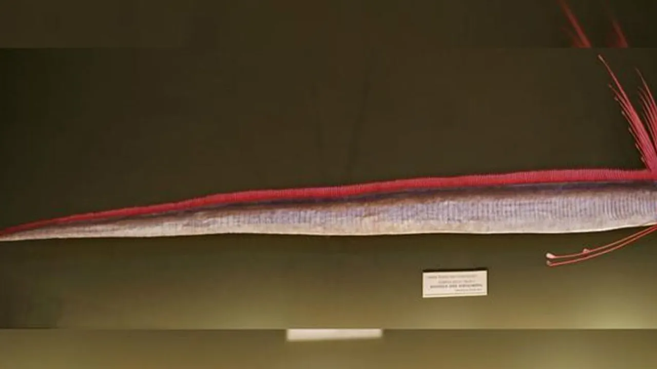 Muncul Oarfish, Ikan Laut Dalam di Jepang, Peringatan Alam Akan Timbul Bencana?