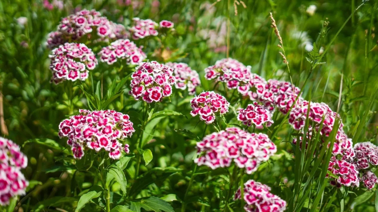 Panduan Menanam Bunga Sweet William untuk Mempercantik Sudut Pekarangan: Mudah dan Praktis