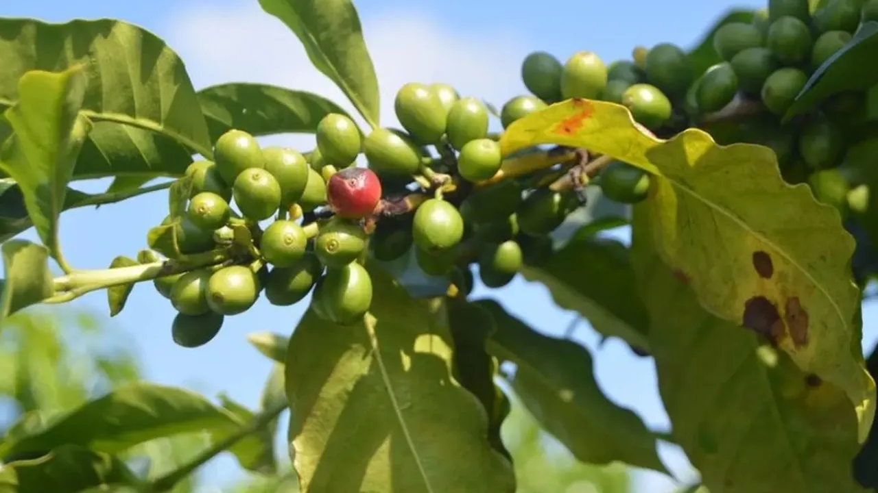 Panduan Merebus Daun Benalu Kopi untuk Kanker, Radang Sendi, dan Gangguan Tidur