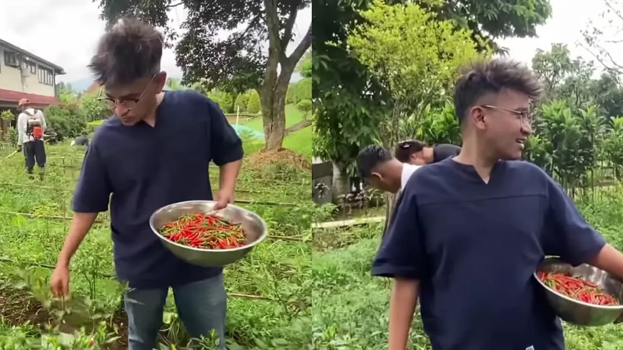Panen Cabai yang Segar, Ruben Onsu Kini Jajal Berkebun