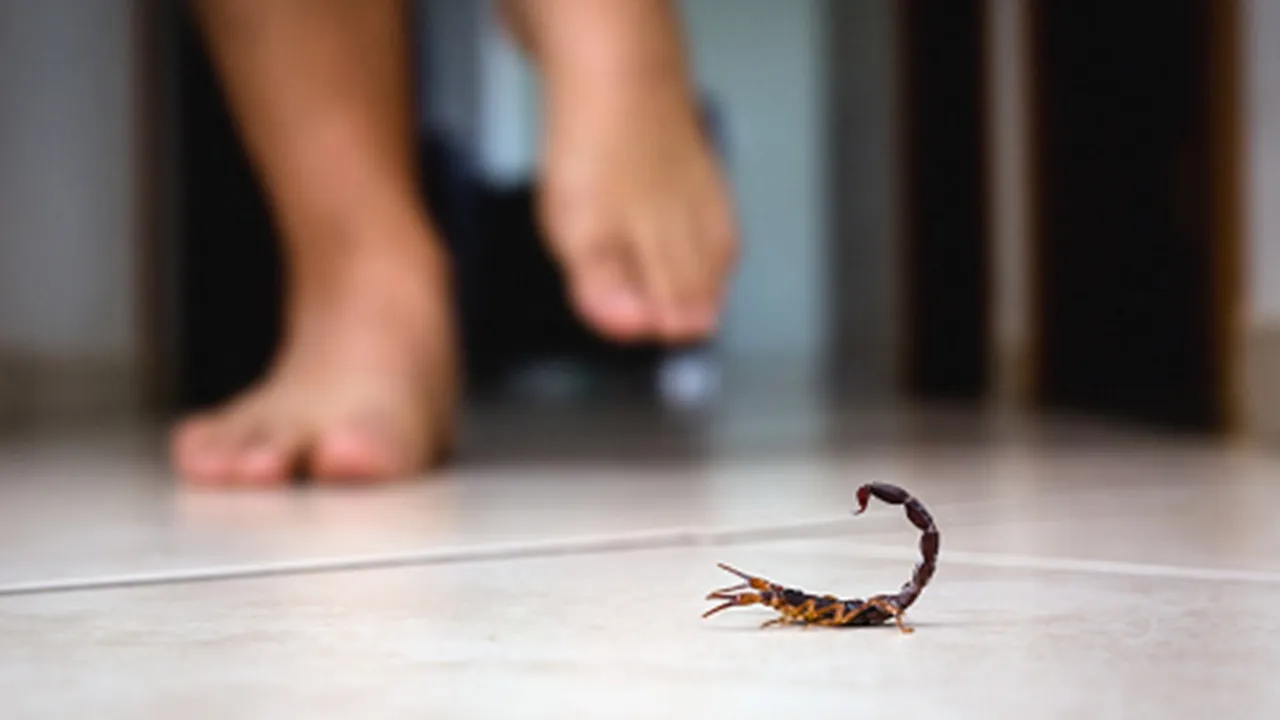 Penjelasan Primbon Kalajengking Masuk Rumah, Hati-hati Perlu Diwaspadai