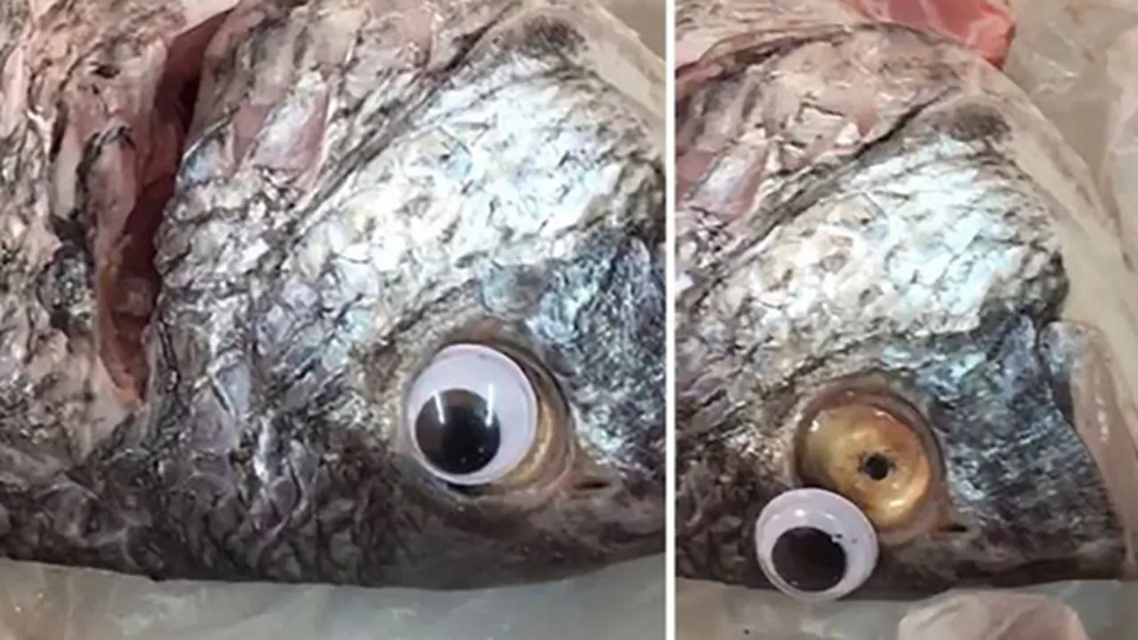 Penjual Ini Menempelkan Mata Palsu ke Ikan Dagangannya Agar Tetap Terlihat Fresh