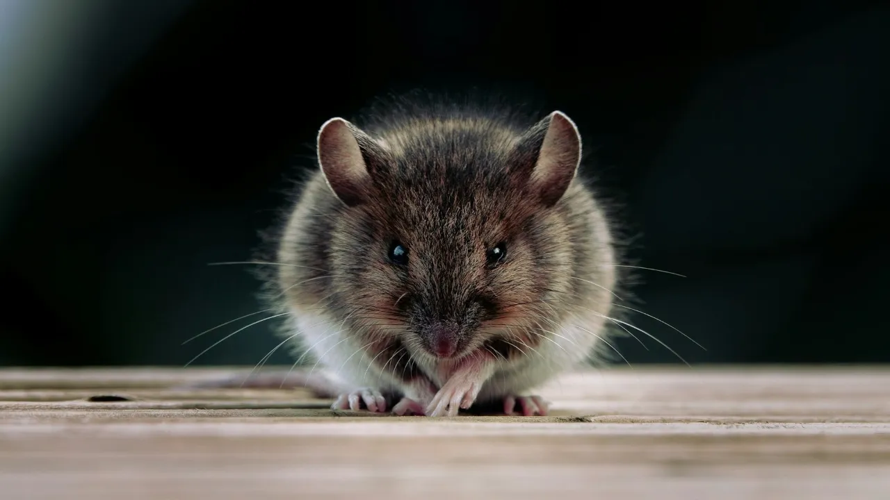 Perbedaan Tikus dan Curut: Mana yang Lebih Berbahaya? Perbedaan Tikus dan Curut: Mana yang Lebih Berbahaya?