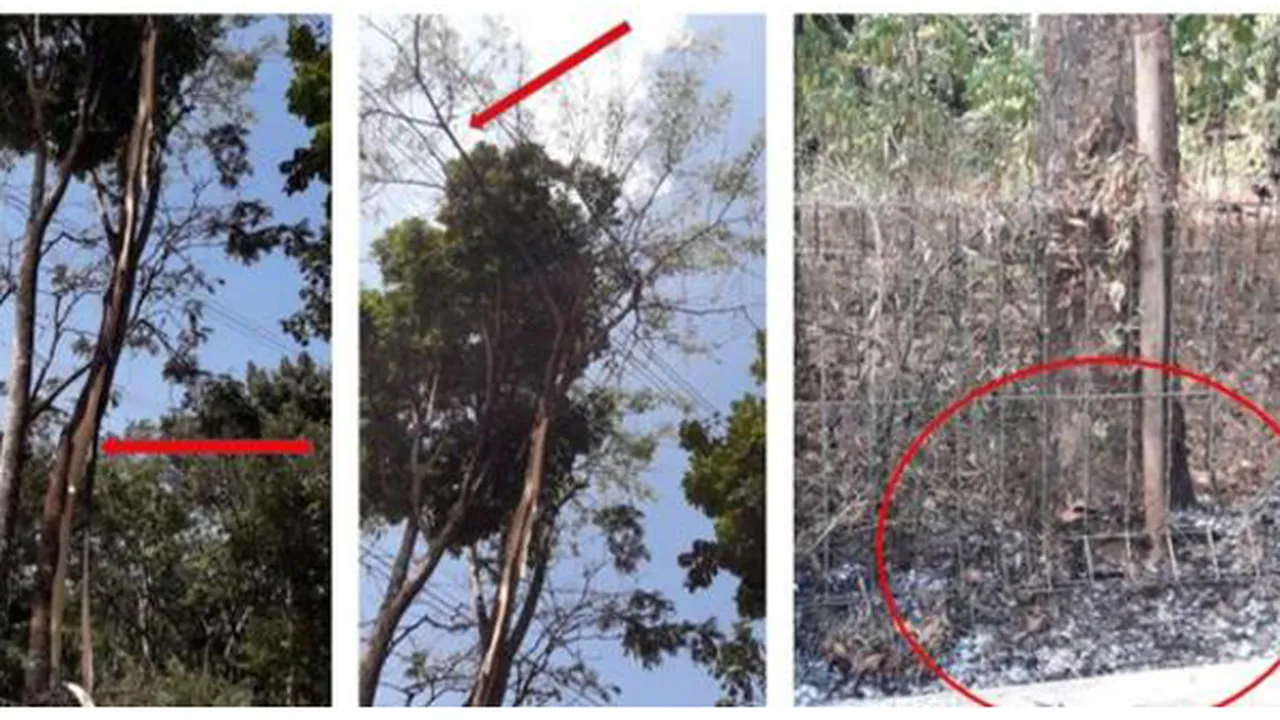 Pohon Sengon, Tersangka Utama Penyebab Mati Lampu Massal di Jabodetabek