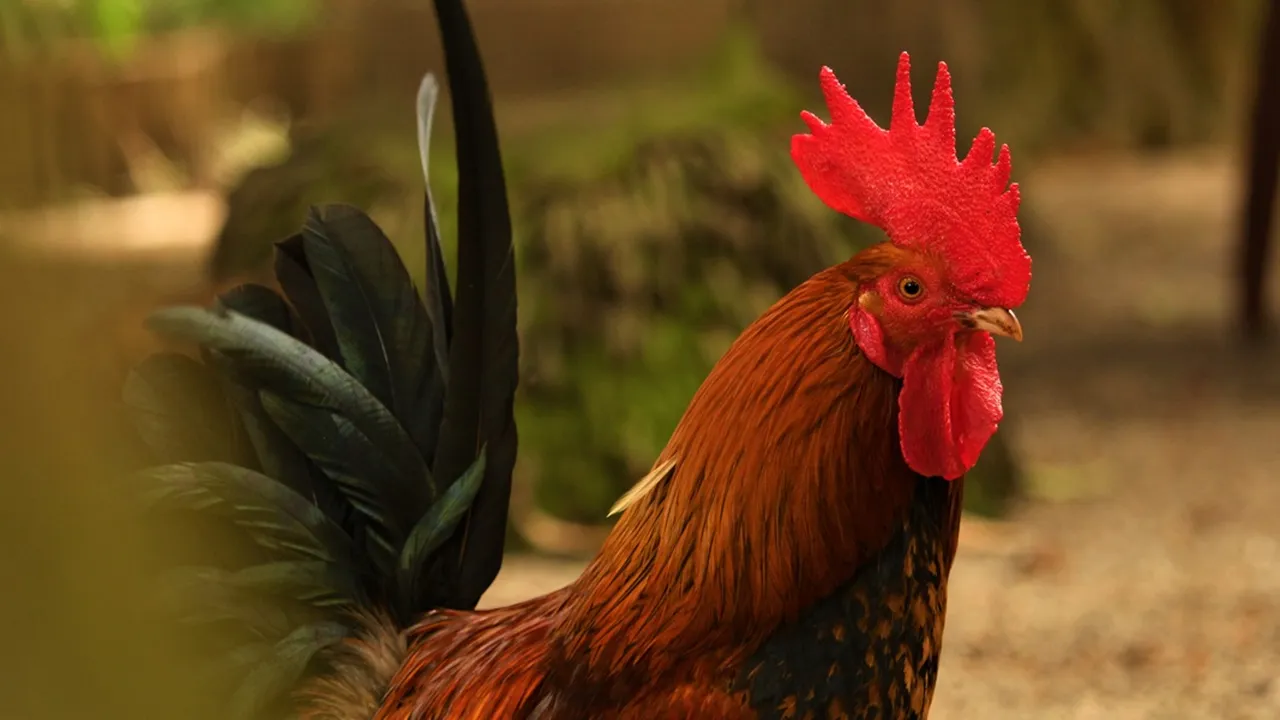 Primbon Ayam Aduan Lengkap Menurut Warna Bulu dan Hitungan Hari