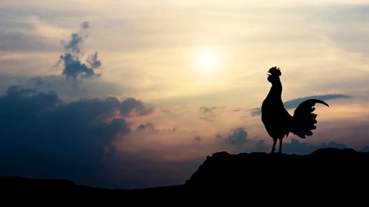Primbon Ayam Berkokok di Malam Hari, Jangan Disepelakan - Bisa Jadi Sebuah Pertanda!