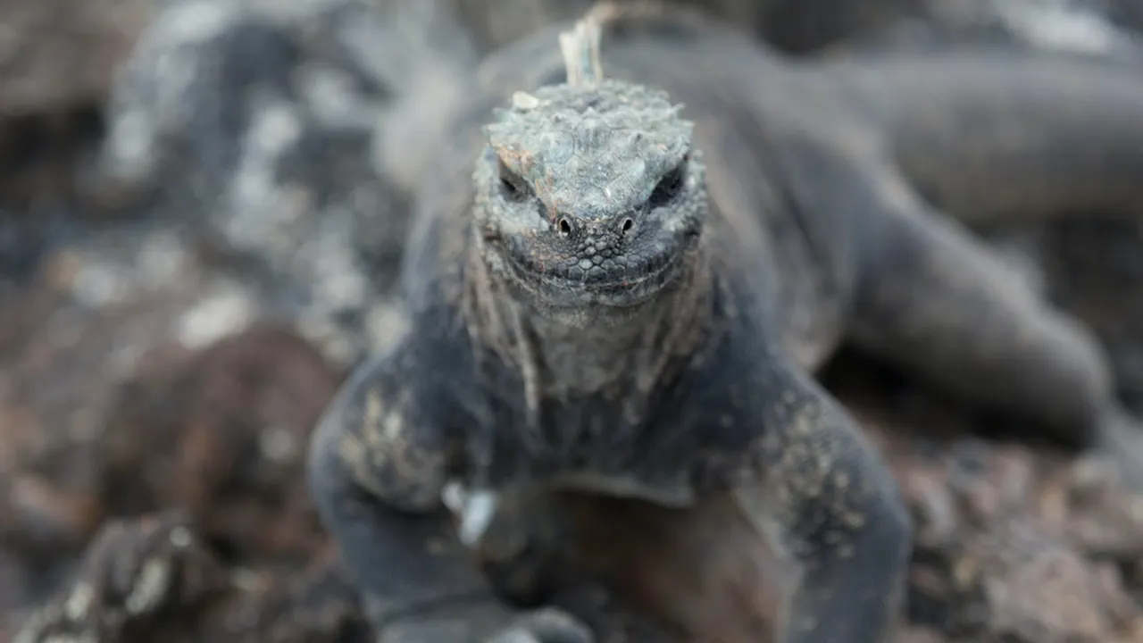 Primbon Biawak Masuk Rumah di Siang dan Malam Hari, Ketahui Pertanda Kedatangan Binatang Lainnya
