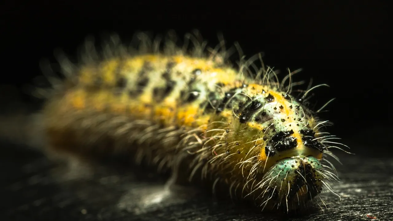 Primbon Ulat Bulu Masuk Rumah yang Terjadi dalam Mimpi, Waspada Ada Pertanda Buruknya