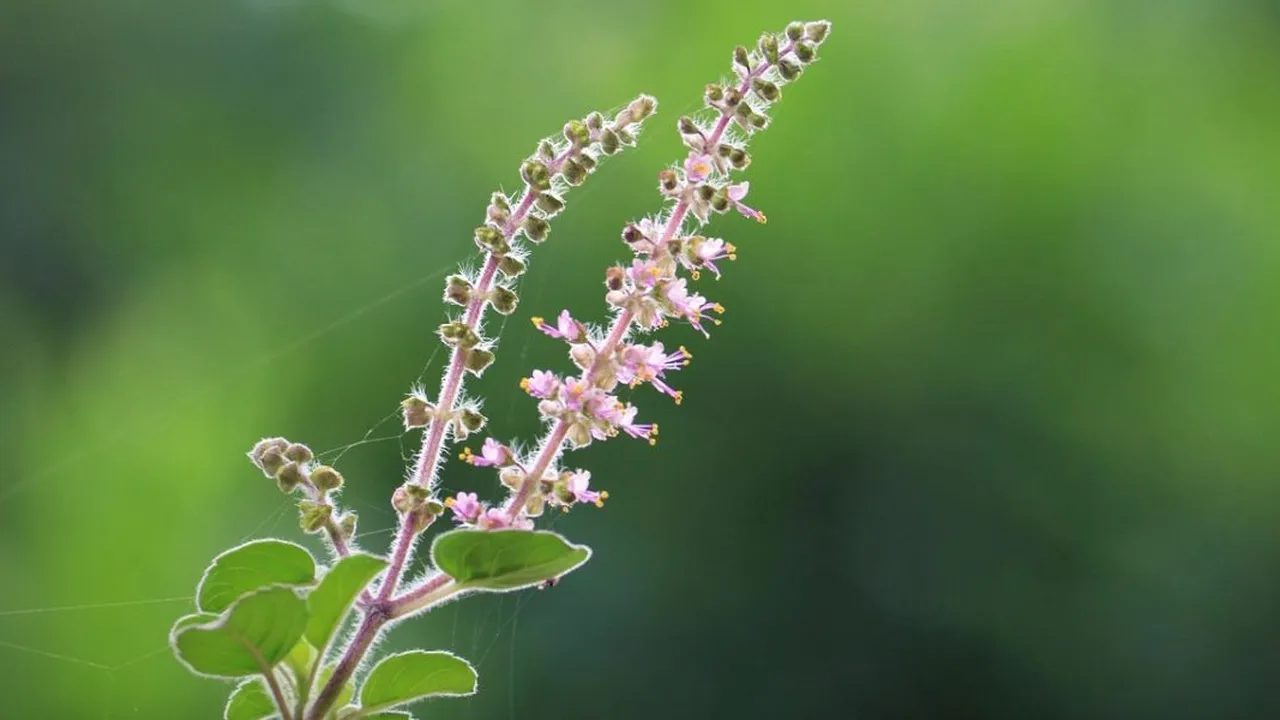 Punya Manfaat untuk Kontrol Gula Darah hingga Cegah Penyebaran Kanker, Begini Cara Merebus Daun Tulsi