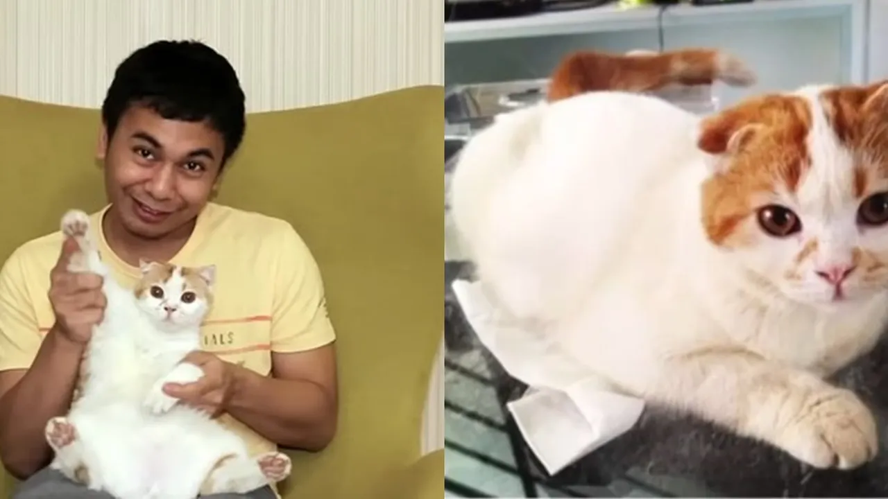Raditya Dika Berduka Kehilangan Kucing Kesayangan, Sudah 13 Tahun Bersama Raditya Dika Berduka Kehilangan Kucing Kesayangan, Sudah 13 Tahun Bersama