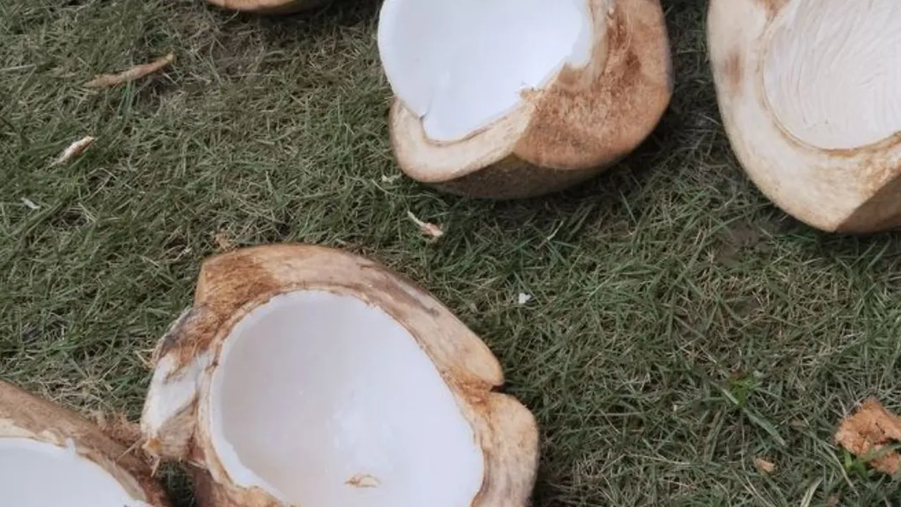Rahasia Ampuh Menyimpan Kelapa Kupas Agar Tetap Segar Selama 1 Bulan!